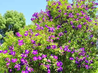0921akao1.jpg