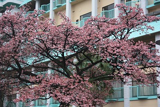 サンレモ公園(平成22年2月12日撮影)