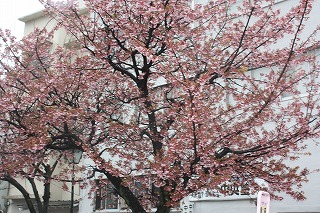 糸川基準木(平成22年2月12日撮影)
