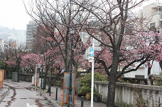 糸川遊歩道 (平成22年2月12日撮影)
