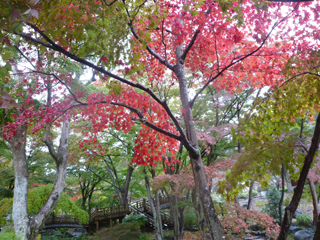 1117momiji1.jpg