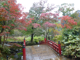1117momiji2.jpg