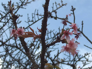 1117sakura1.jpg