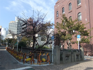 1117sakura2.jpg