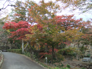 1122momiji1.jpg