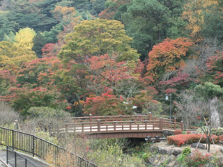 1122momiji2.jpg