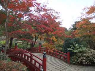 1122momiji3.jpg