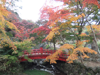 1122momiji4.jpg