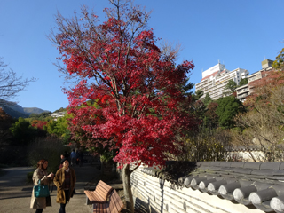 1122momiji4_201411240821416b7.jpg