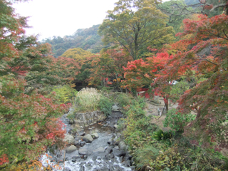 1122momiji5.jpg
