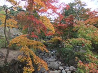 1122momiji6.jpg