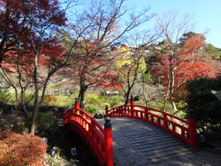 1203momiji1.jpg