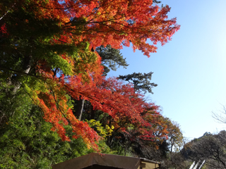 1203momiji1_20141204081643f11.jpg