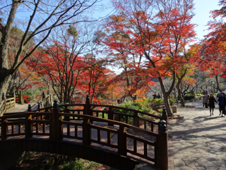 1203momiji2.jpg