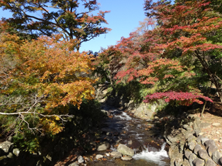 1203momiji2_2014120408164599a.jpg