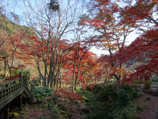 1203momiji3.jpg