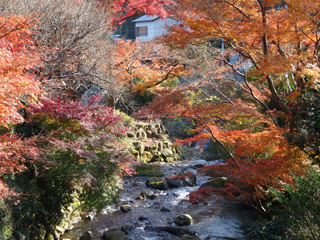 1203momiji4.jpg