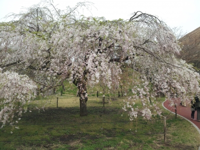 20130330_159303.jpg