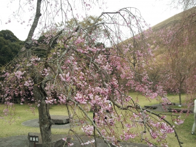 20130330_159305.jpg