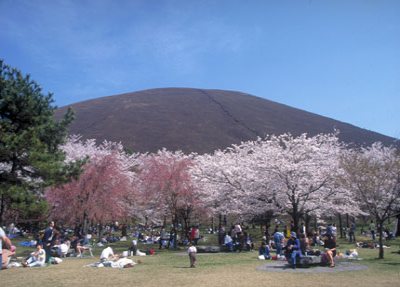 sakura01_20130401081059.jpg