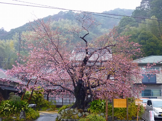 P1040864.jpg