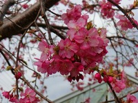 CIMG0226-s.jpg