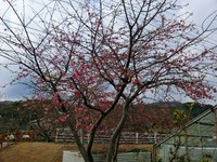CIMG0227-s.jpg