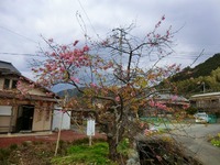 CIMG0228-s.jpg
