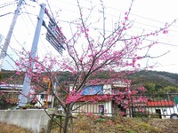 CIMG0231-s.jpg
