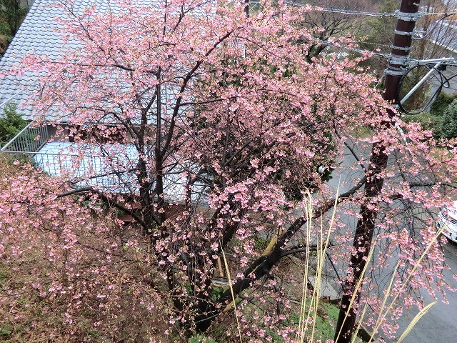 CIMG0245.jpg