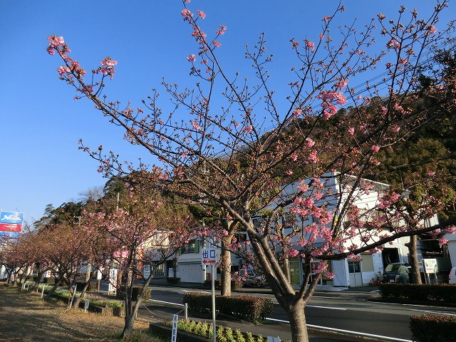 CIMG0261.jpg