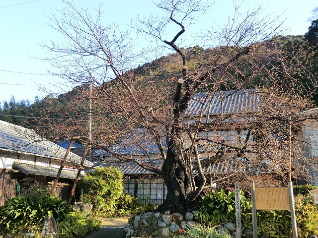 CIMG0262.jpg