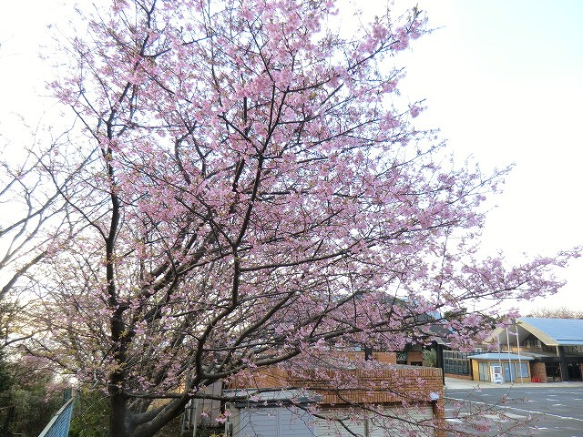CIMG0465.jpg