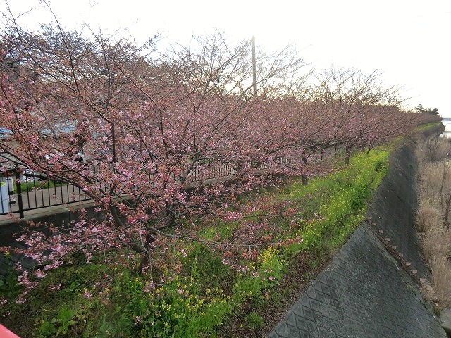CIMG0470.jpg