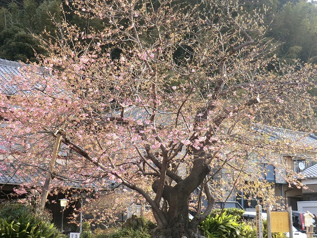 CIMG0478.jpg