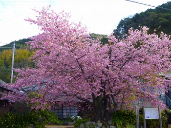 P1080528.jpg