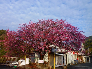 P1080537.jpg