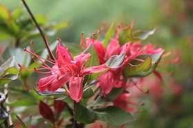 amagi-benichouju_20110609073619.jpg