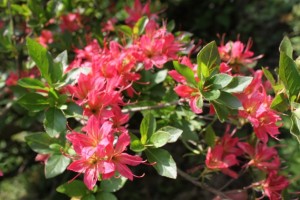 amagi-benichouju_20150604082256071.jpg