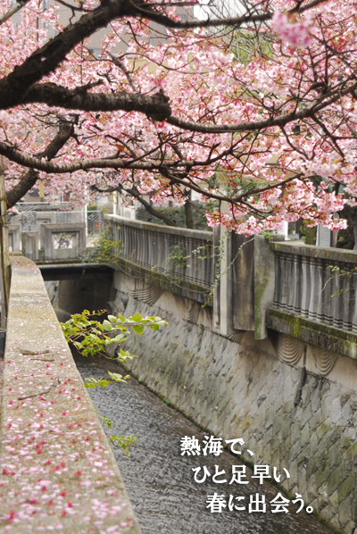atamizakura2_201501250735053cd.jpg