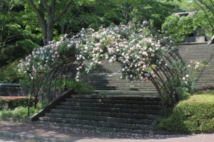 bara_201506040822587af.jpg