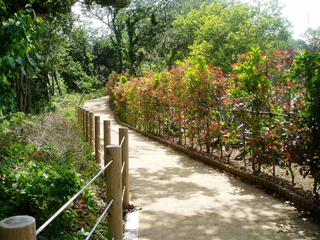hatusima4_20120421080949.jpg