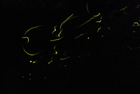 hotaru1001_20130327090019.jpg
