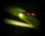 hotaru2-2_20120522083707.jpg
