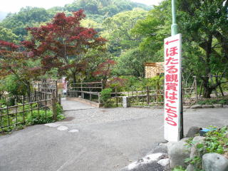 hotaruP11202641_20120426073427.jpg