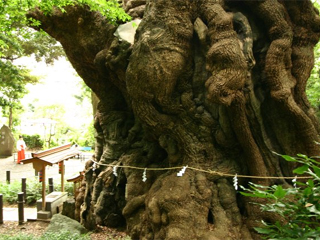 大楠