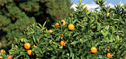 網代温泉のみかん狩02