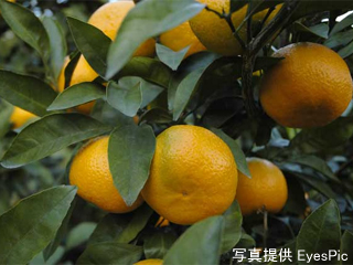 mikan_20121113081306.jpg