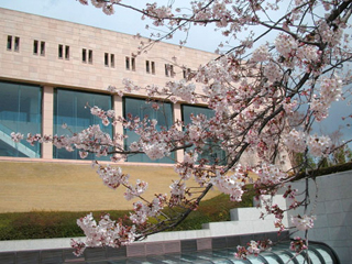 moa-sakura2.jpg