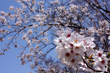 moa-sakura3.jpg